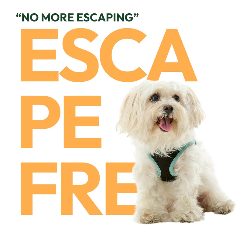 Escape Free Series