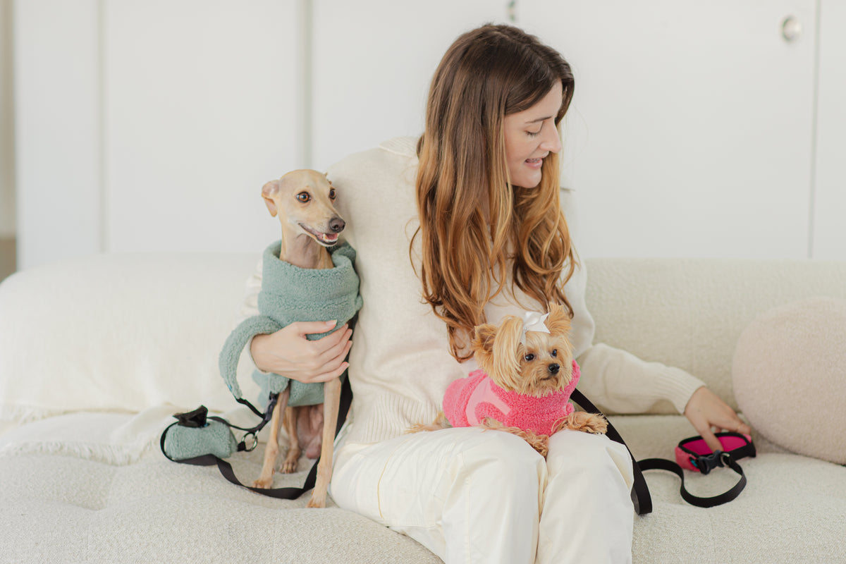Fluffy small dog in teal Gooby harness sitting in plush bed