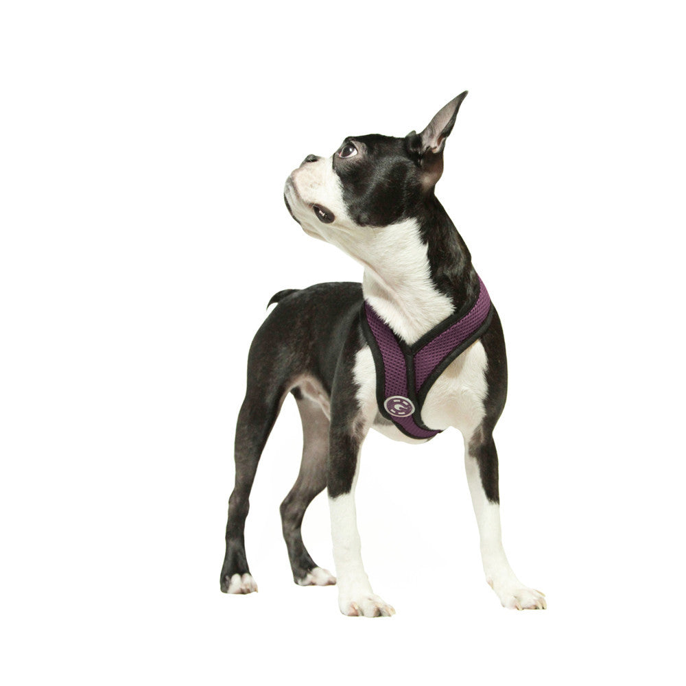 #04110 - Comfort X Harness